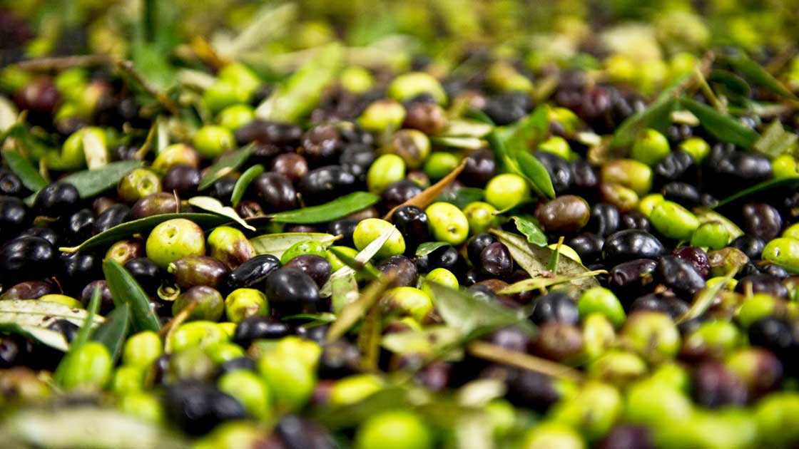 Le olive selezionate durante il percorso di produzione dell’olio Carone